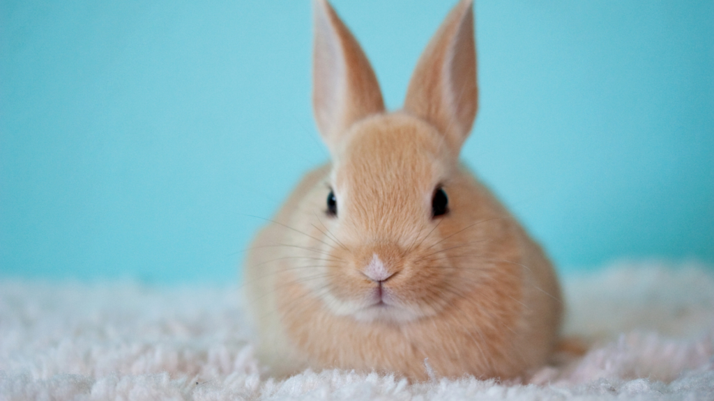 pet sitting services