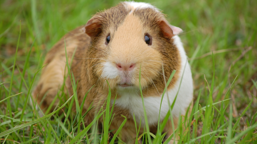 insurance for guinea pigs